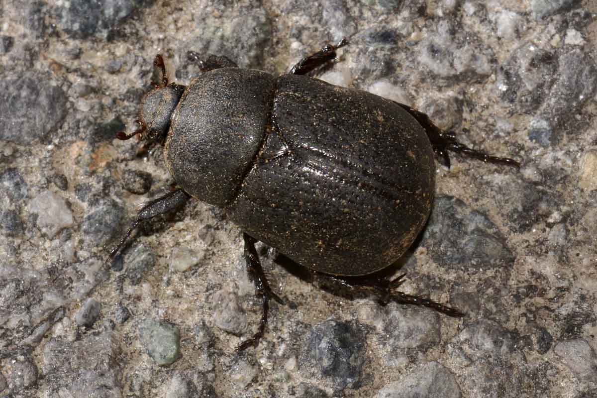 Pentodon bidens ssp. punctatus, Dynastidae